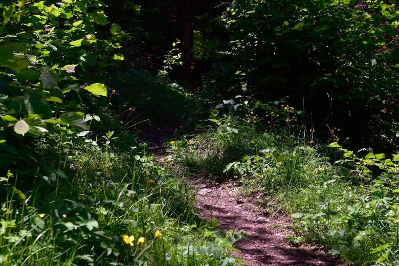 Free stock image of Trail created by Pixabay