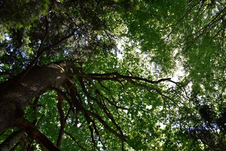 Free stock image of Tree created by Pixabay