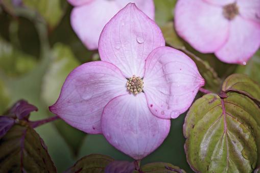 Free Stock Photo of Blossom