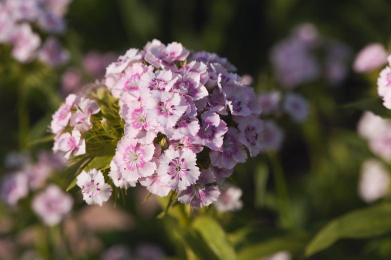 Free stock image of Carnation created by Pixabay