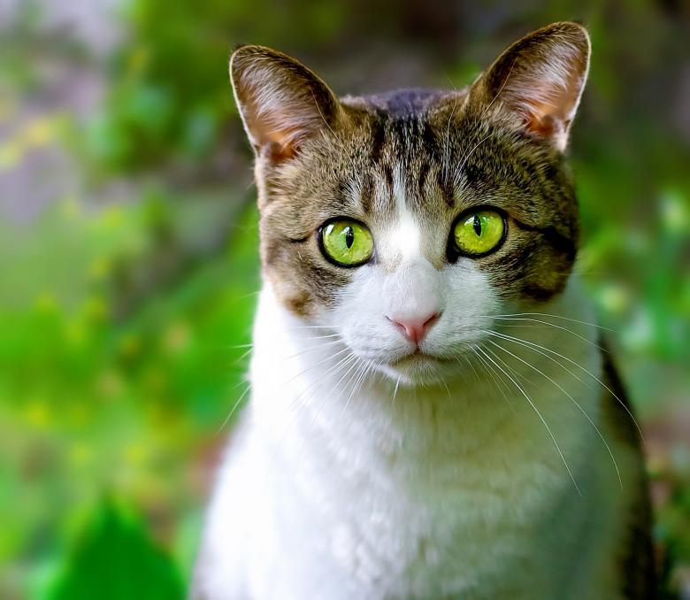 Free stock image of Pet created by Pixabay