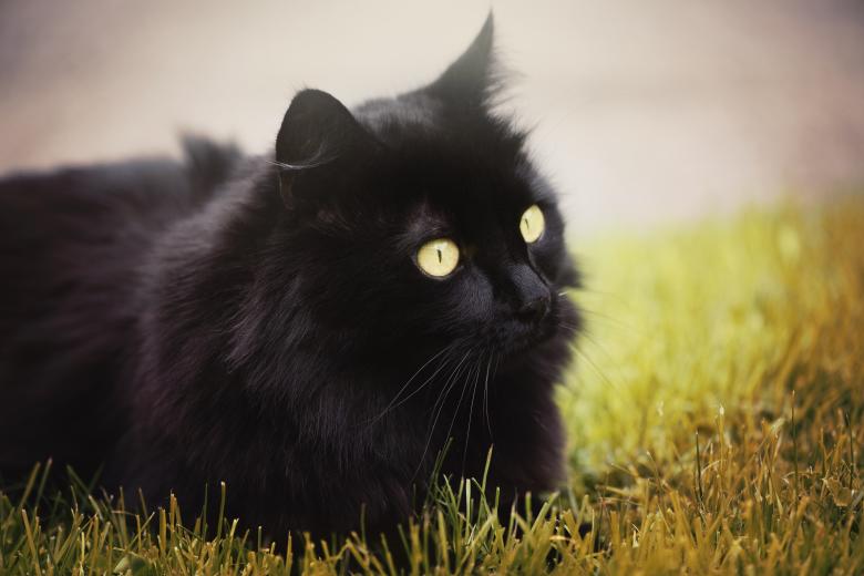 Free stock image of Black Furry Cat created by Pixabay