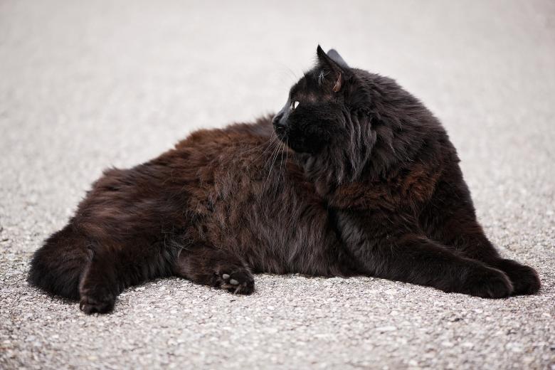 Free stock image of Black Cat created by Pixabay
