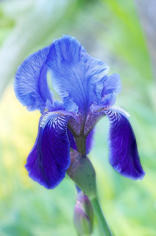 Free stock image of Blue Flower created by Pixabay