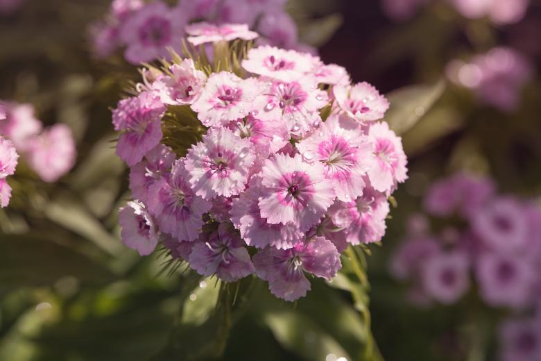 Free stock image of Pink Flowers created by Pixabay