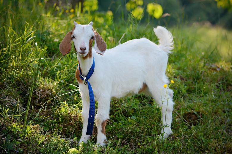 Free stock image of Lonely Goat created by Pixabay