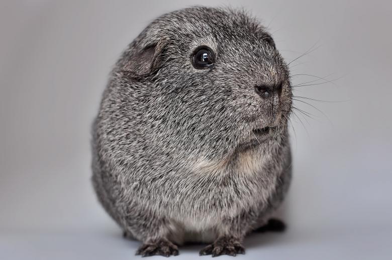 Free stock image of Pet created by Pixabay