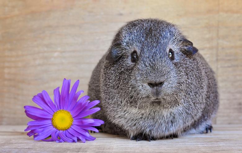 Free stock image of Guinea n Flower created by Pixabay