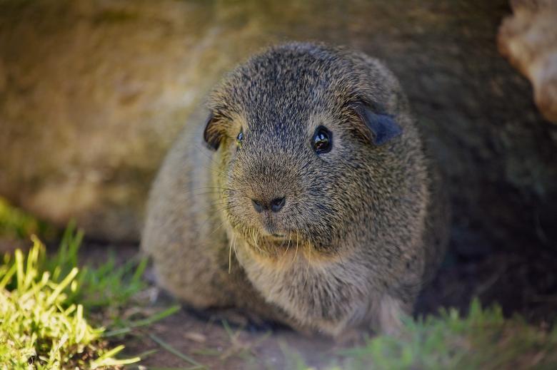 Free stock image of Brown Guinea created by Pixabay