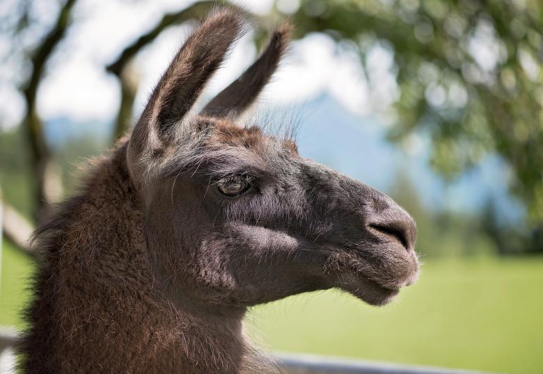 Free stock image of Lama created by Pixabay