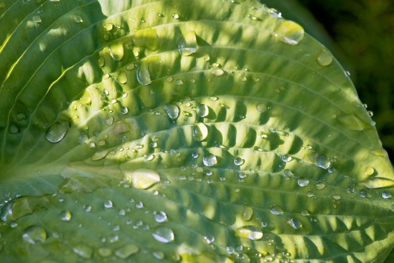 Free stock image of Green created by Pixabay