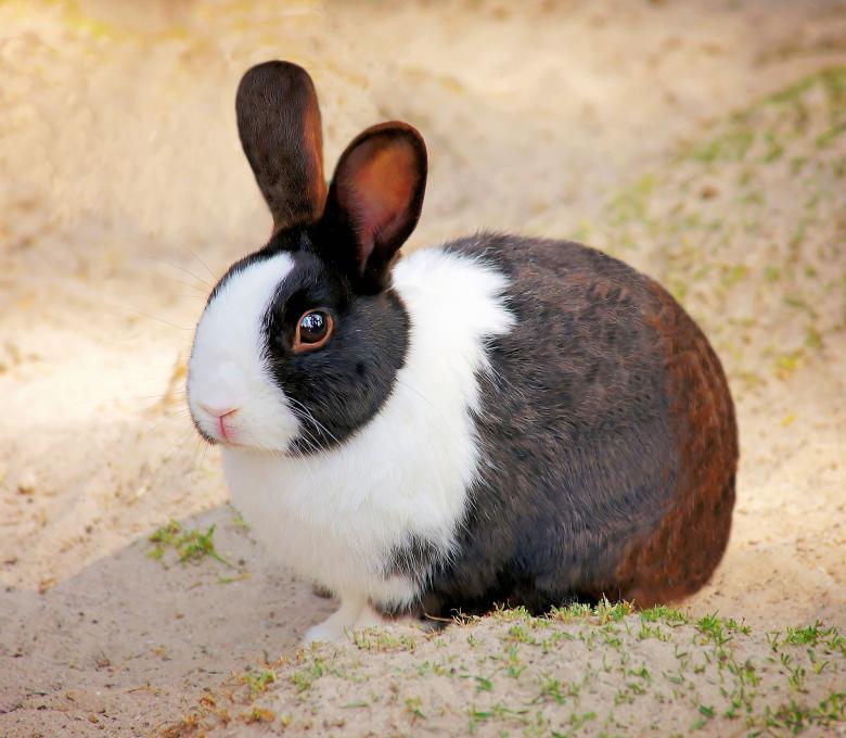 Free stock image of Rabbit created by Pixabay