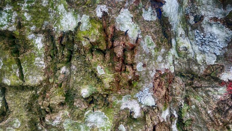 Free stock image of Wood created by Alen