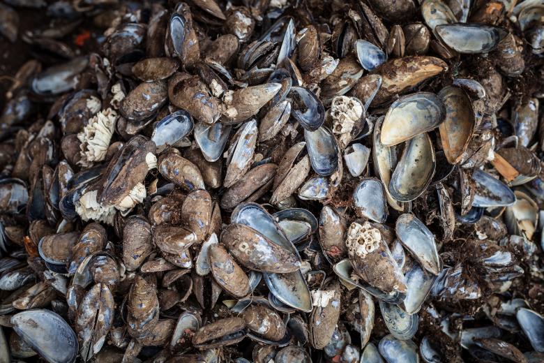 Free stock image of Old Sea Shells Texture created by Free Texture Friday