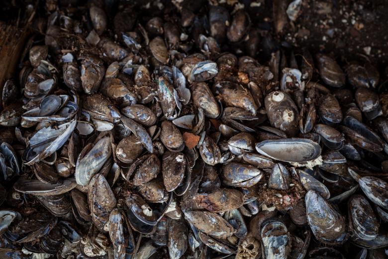 Free stock image of Old Sea Shells Texture created by Free Texture Friday