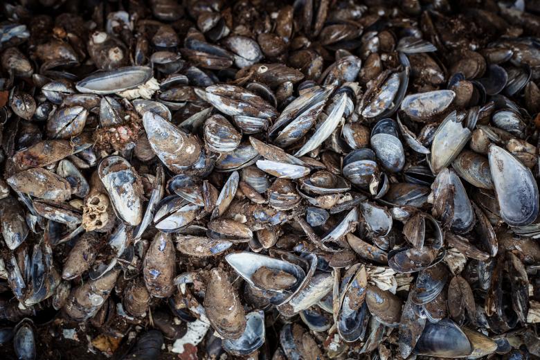 Free stock image of Old Sea Shells Texture created by Free Texture Friday
