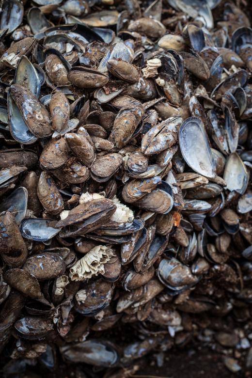 Free stock image of Old Sea Shells Texture created by Free Texture Friday