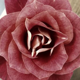 Flower Closeup