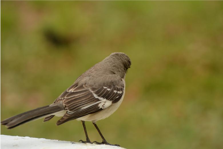 Free stock image of Bird created by Vincent alvino