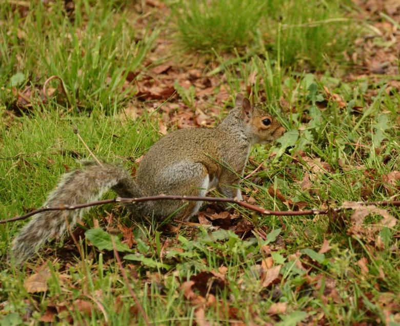 Free stock image of Squirrel created by Vincent alvino