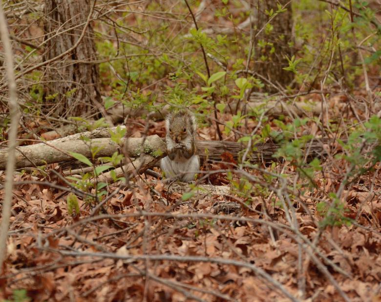 Free stock image of Squirrel created by Vincent alvino