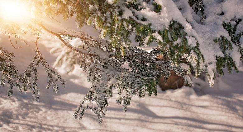 Free stock image of Branch created by Pixabay