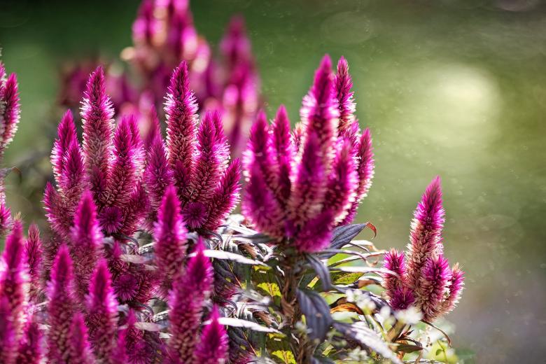 Free stock image of Cockscomb created by Pixabay