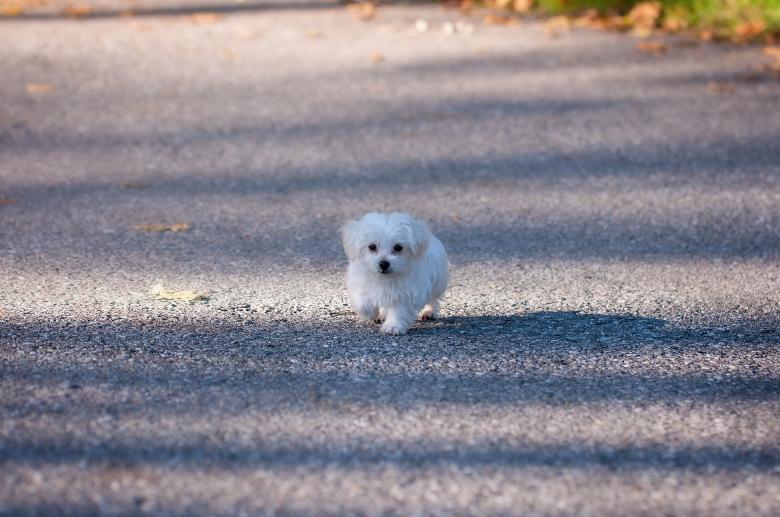 Free stock image of Tiny created by Pixabay
