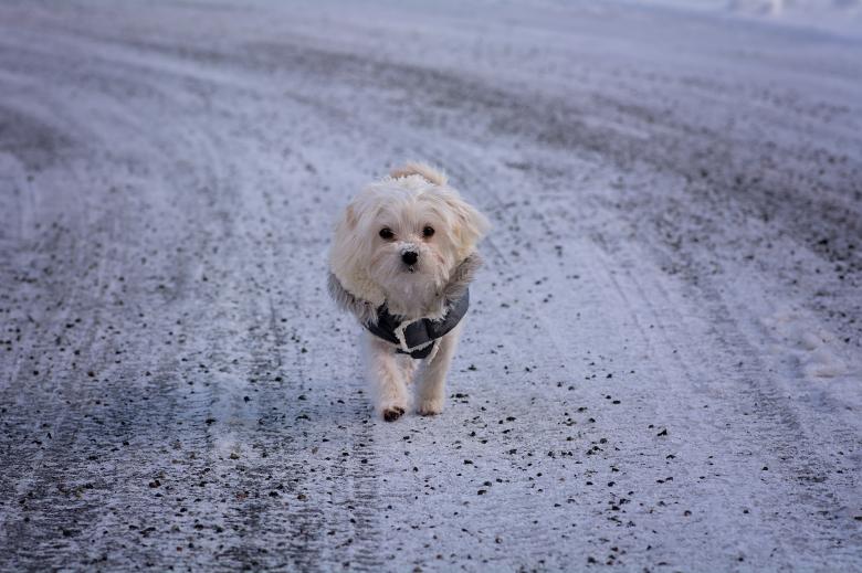 Free stock image of Adorable created by Pixabay