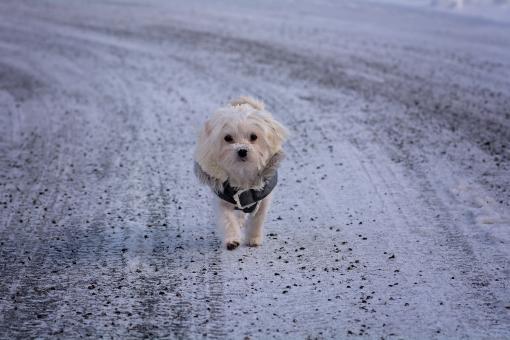 Free Stock Photo of Adorable
