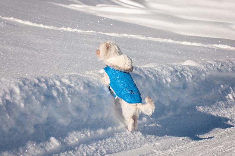 Free stock image of Frozen created by Pixabay