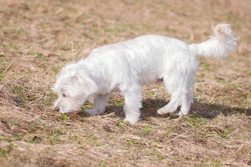 Free Stock Photo of White Dog