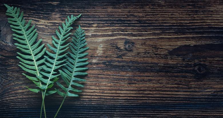 Free stock image of Fern created by Pixabay