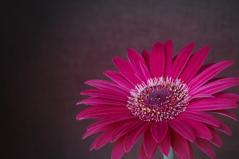 Free stock image of Gerbera created by Pixabay