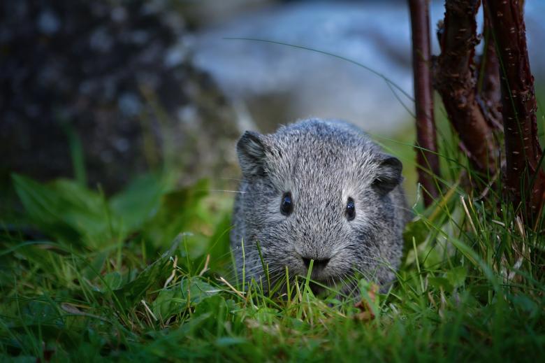 Free stock image of Little Guinea created by Pixabay