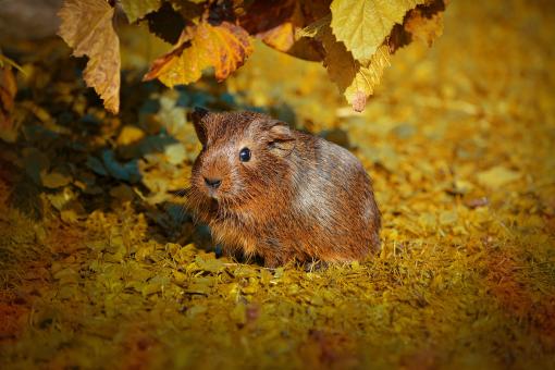Free Stock Photo of Brown Guinea