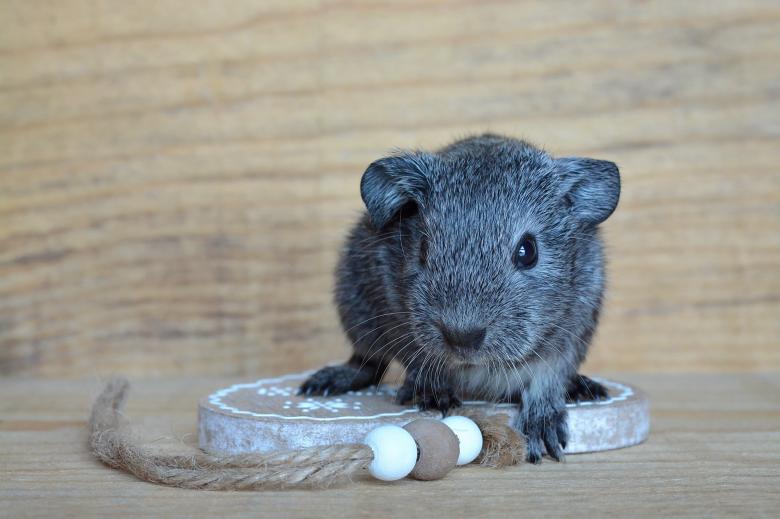 Free stock image of Guinea Pig created by Pixabay