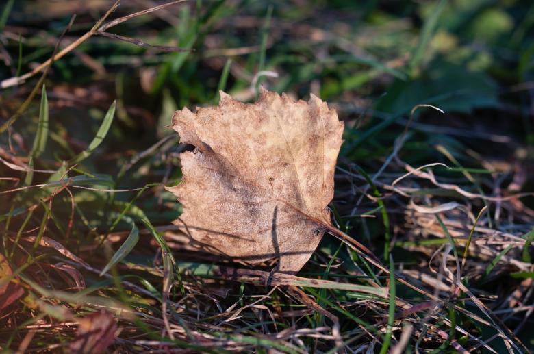 Free stock image of Fallen created by Pixabay
