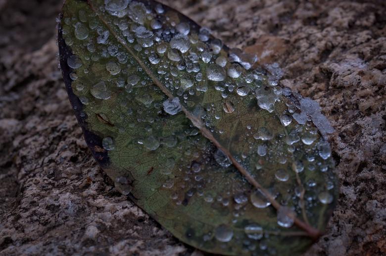 Free stock image of Dew created by Pixabay