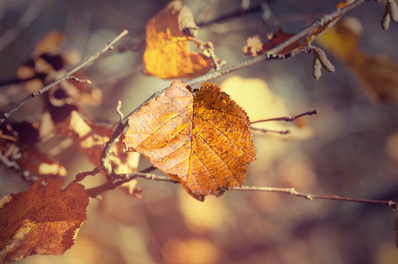 Free stock image of Dry Leaves created by Pixabay