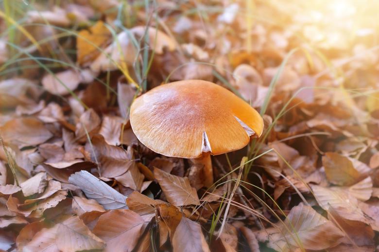 Free stock image of Mushroom created by Pixabay