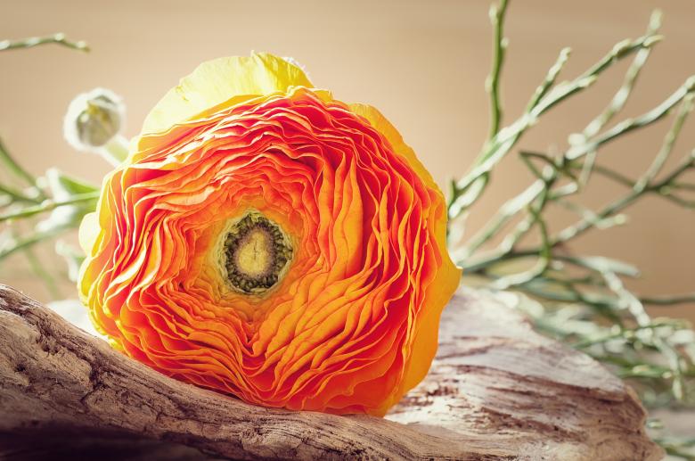 Free stock image of Fresh created by Pixabay
