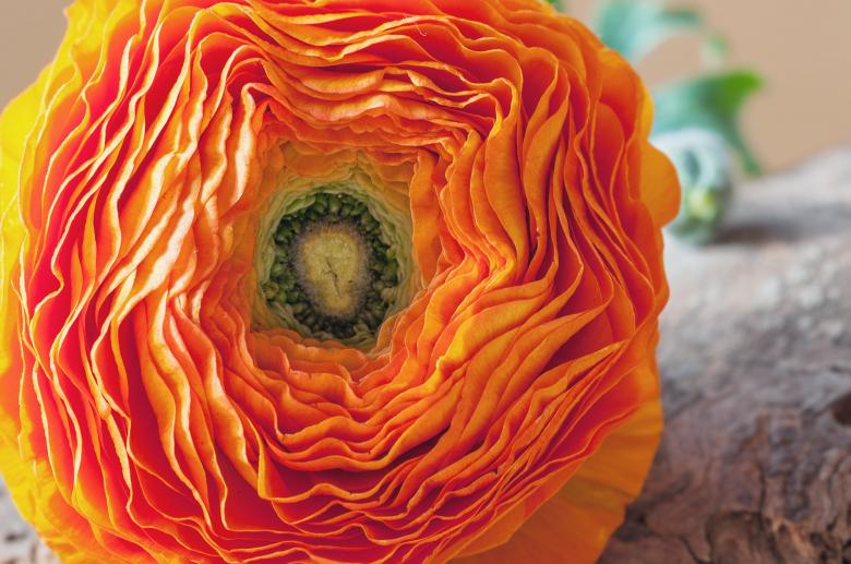 Free stock image of Ranunculus created by Pixabay