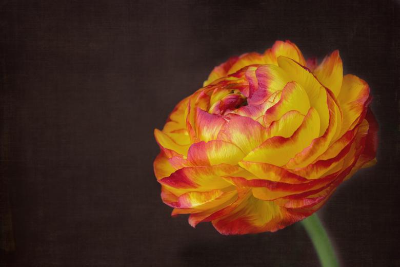 Free stock image of Ranunculus created by Pixabay