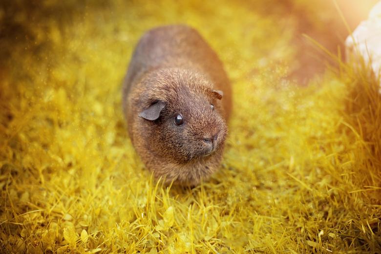 Free stock image of Guinea Pig created by Pixabay