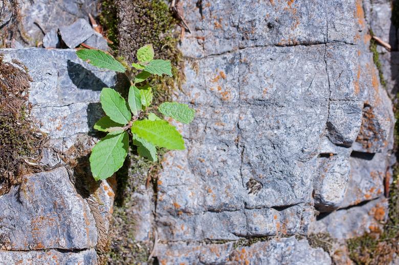 Free stock image of Strawberry Plant created by Pixabay