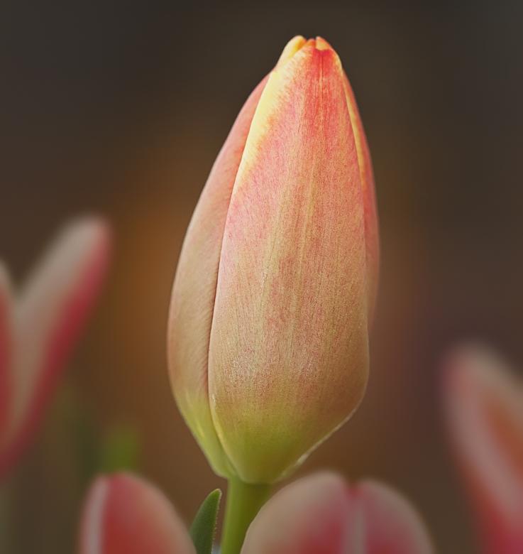 Free stock image of Tulip created by Pixabay