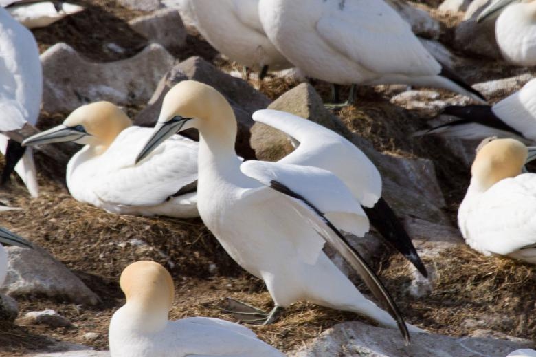 Free stock image of Gannet created by Geoffrey Whiteway