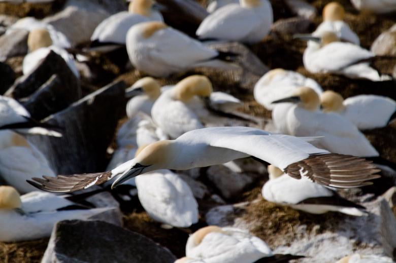 Free stock image of Gannet created by Geoffrey Whiteway