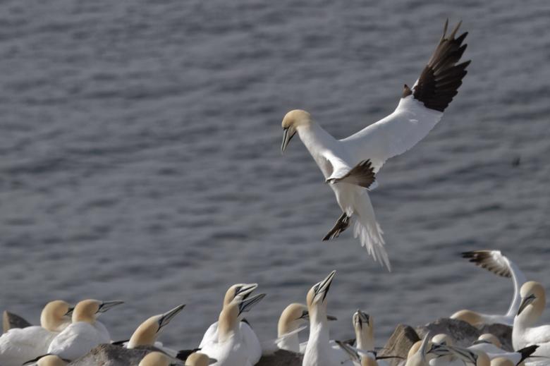 Free stock image of Gannet created by Geoffrey Whiteway